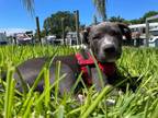 Adopt Anold/Arnie a Pit Bull Terrier, Great Dane