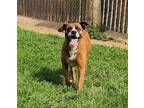 Adopt Ty a Boxer