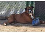 Adopt Ty - FOSTER OR ADOPT ME!! a Boxer