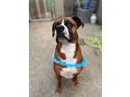 Adopt Ty a Boxer