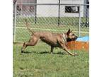Adopt NICO - Paws Behind Bars Trained a German Shepherd Dog