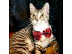 Adopt Leon a Domestic Short Hair, American Shorthair