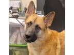 Adopt Kodiak a German Shepherd Dog