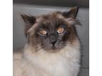 Adopt Connor a Himalayan