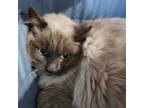 Adopt Sam a Himalayan