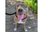 Adopt Canvas a Mixed Breed
