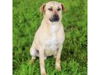 Adopt Ranger 23-12-039 a Black Mouth Cur, Mixed Breed