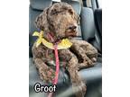 Adopt Groot a Poodle