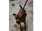 Adopt Humphrey a Miniature Pinscher