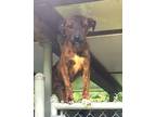 Adopt Quirky Quincy a Black Mouth Cur, Hound