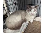 Adopt Zen a Snowshoe