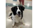Adopt Spencer a Collie, Mixed Breed