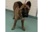 Adopt Luis a Mixed Breed
