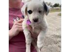 Adopt Shenandoah a Australian Shepherd, Australian Cattle Dog / Blue Heeler