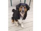 Adopt Bowie a Australian Shepherd