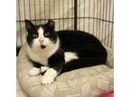 Adopt Maxwell a Domestic Short Hair