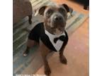 Adopt Boomer a American Staffordshire Terrier