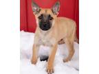 Adopt Mateo a German Shepherd Dog, Mixed Breed