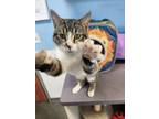 Adopt Peter a Domestic Short Hair