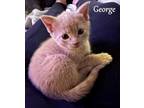 Adopt George a Domestic Short Hair