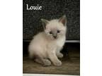 Adopt Louie a Domestic Short Hair