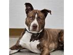 Adopt Blueberry a Mixed Breed, Pit Bull Terrier