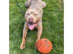 Adopt Ross a Mixed Breed