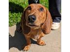 Adopt Cletus 04-1214 a Dachshund, Basset Hound