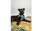 Adopt Pisco a Pit Bull Terrier, Cattle Dog