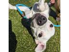 Adopt Finn a American Staffordshire Terrier