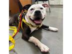 Adopt Pudgy Pants a Pit Bull Terrier