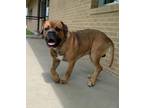 Adopt Zeus a Bullmastiff, Mixed Breed