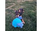 Adopt Sugar a Cattle Dog, Australian Kelpie