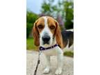 Adopt Copper a Beagle