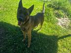 Adopt Bucky a Belgian Shepherd / Malinois