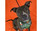 Adopt Sebastian a Pit Bull Terrier, Mixed Breed