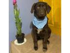 Adopt Wilfred a Chocolate Labrador Retriever