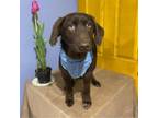 Adopt Wilfred a Chocolate Labrador Retriever