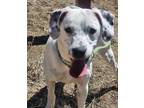 Adopt Little Joe a Dalmatian, Catahoula Leopard Dog