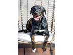 Adopt Oakley a Labrador Retriever