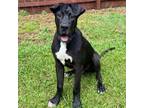 Adopt Littlefoot a Great Dane