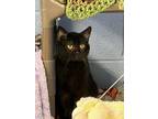 Adopt Trout a Domestic Short Hair