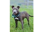 Adopt Miles - Adoptable a Pit Bull Terrier, Mixed Breed
