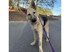 Adopt Duke a German Shepherd Dog