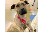 Adopt Rocket a Plott Hound