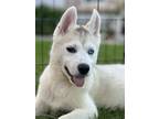 Adopt Apollo a Husky