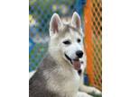 Adopt Atlas a Husky