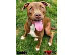 Adopt Buddy a Pit Bull Terrier