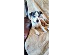 Adopt Lance a Rat Terrier