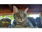 Adopt Steven a American Bobtail